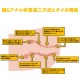 Real Body + 3D Bone System Little Satsuki Momo